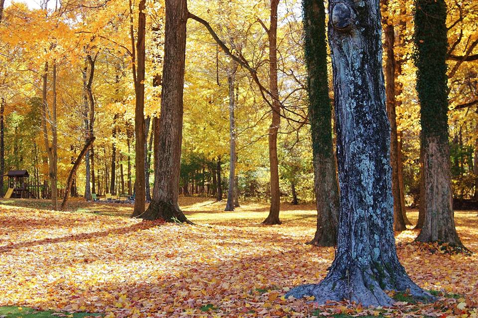 November Newsletter is here… it’s another DONATE AND SAVE MONTH!!!!