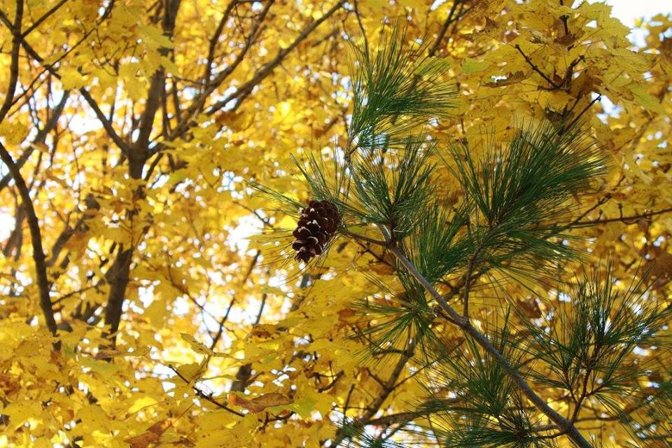 NOVEMBER newsletter…. donation drive and COUPONS!!!